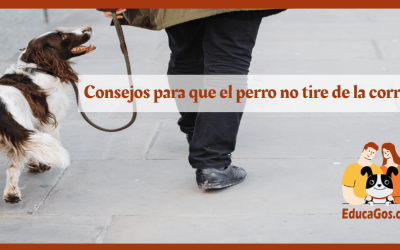 Consejos para que el perro no tire de la correa