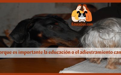 Porque es importante la educación o el adiestramiento canino: Descubre cómo EducaGos puede ayudarte