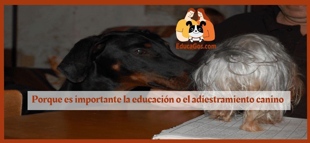 Porque es importante la educación o el adiestramiento canino: Descubre cómo EducaGos puede ayudarte