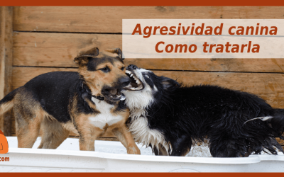 Agresividad canina tratamiento y prevención