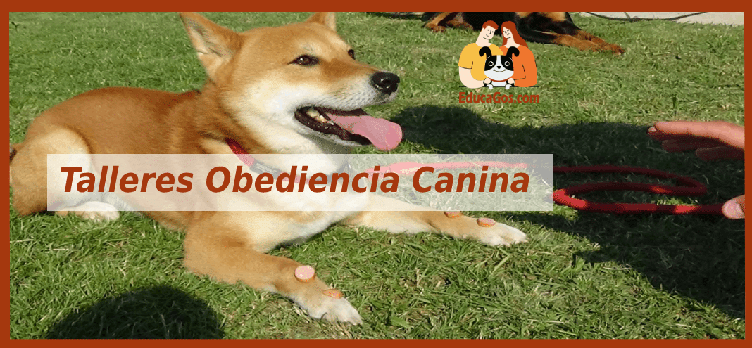 Talleres Obediencia Canina en Barcelona