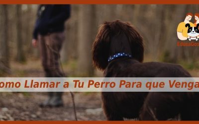 Como Llamar a Tu Perro Para que Venga