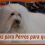Concursos para Perros para que Sirven Guía Completa sobre Tipos, Beneficios y Cómo Preparar a Tu Perro
