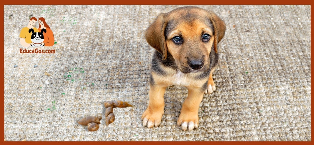 como enseñar at u cachorro a hacer caca en la calle