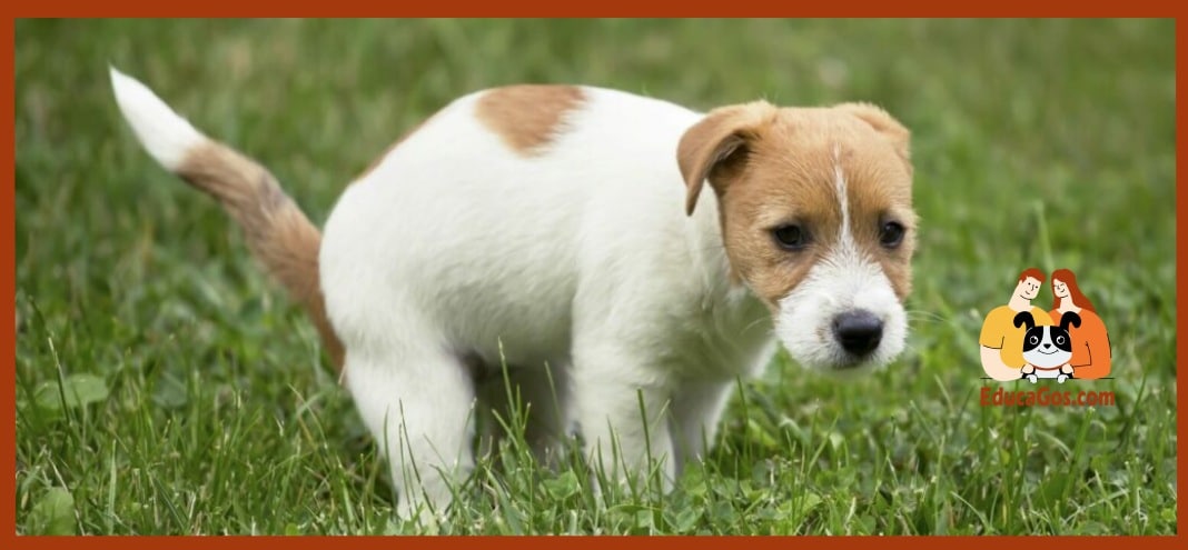 como enseñar a tu cachorro a hacer pipi en la calle
