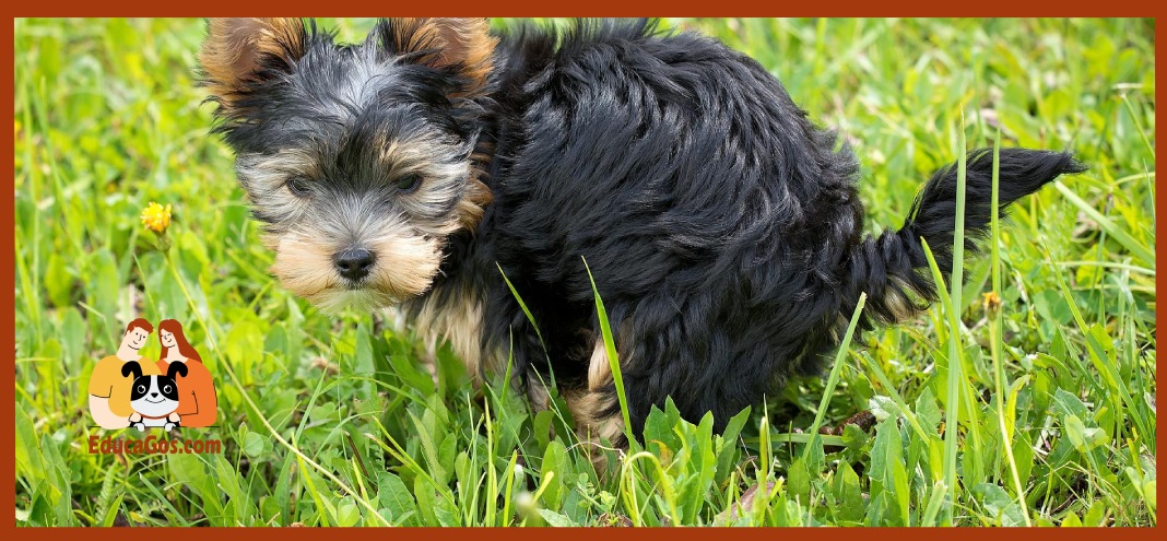 perrito haciendo caca en la calle