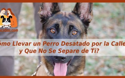 ¿Cómo Llevar un Perro Desatado por la Calle y Que No Se Separe de Ti?