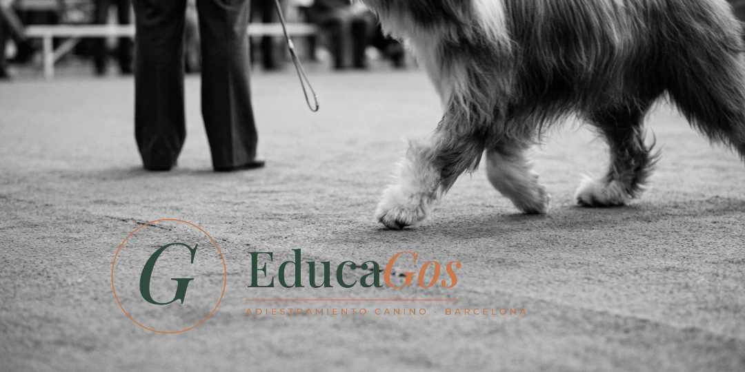 Patas de un perro trotando en el ring durante un concurso de morfología canina