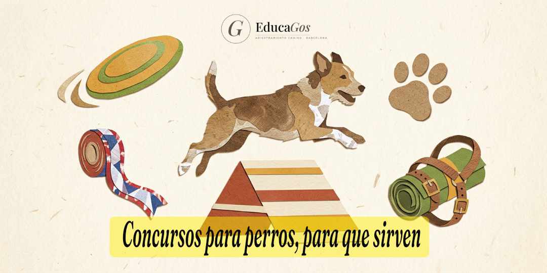 Collage de un perro saltando una valla de agility rodeado de elementos de concursos para perros y deportes caninos