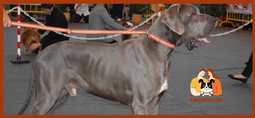 Dogo Alemán o Gran Danés Dogo Alemán o Gran Danés