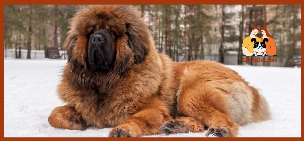 Dogo del Tíbet o Mastín Tibetano Dogo del Tíbet un gigante con mucha historia