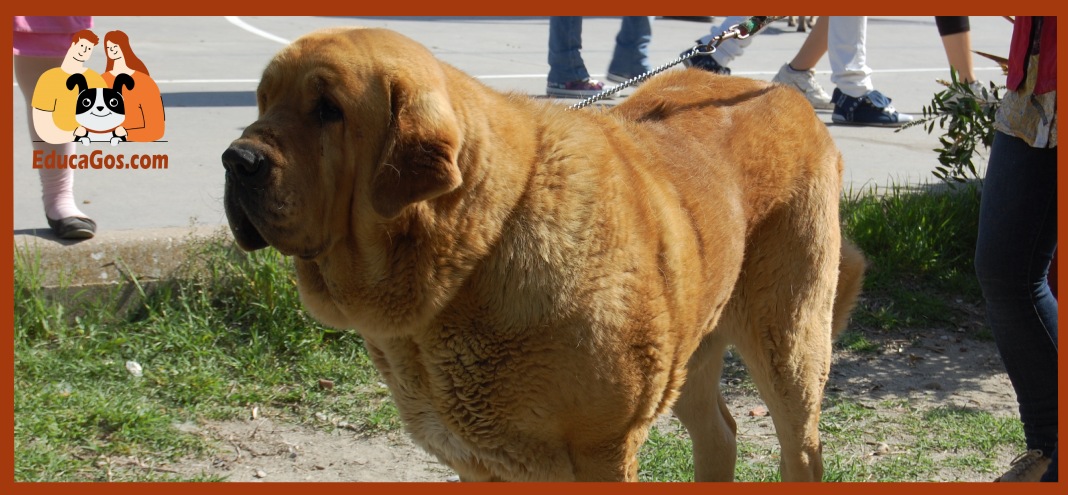 El Mastín Español es la raza española más grande El Mastín Español es la raza española más grande