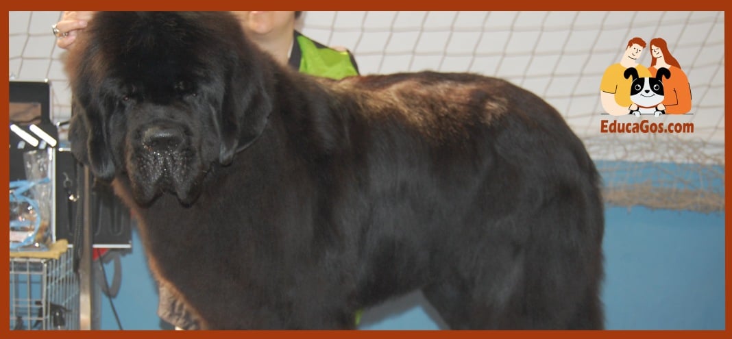 El Terranova un gigante socorrista por excelencia El Terranova un gigante socorrista por excelencia