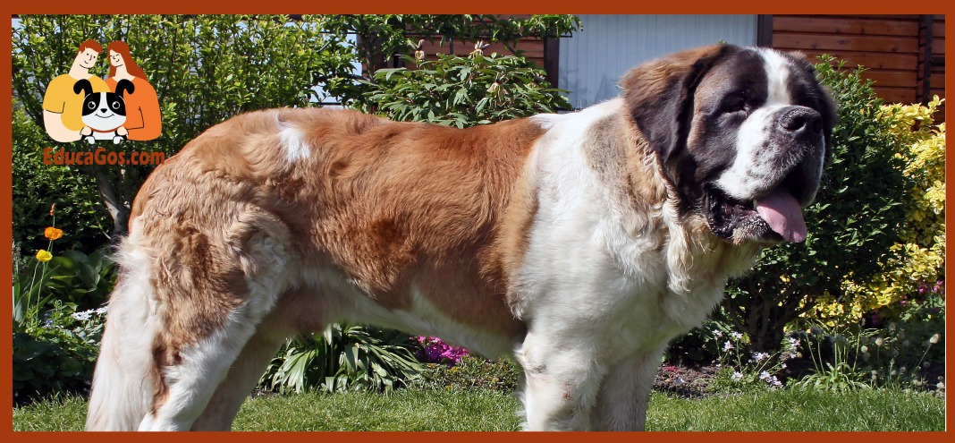 Un gigante emblemático es el perro de San Bernardo Un gigante emblemático es el perro de San Bernardo
