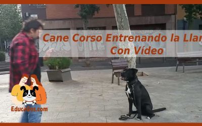 Cane Corso Entrenando la Llamada Con Vídeo