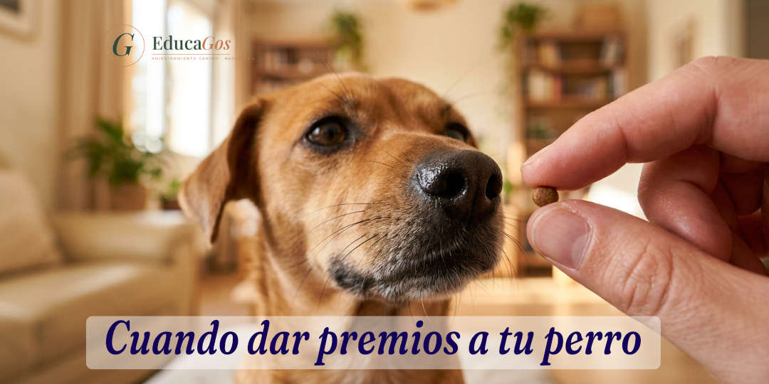 Perro olfateando un premio pequeño que le ofrecen con la mano, momento clave de cuándo dar premios a tu perro