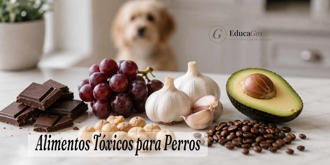 Alimentos tóxicos para perros, chocolate, uvas, ajo y aguacate sobre una superficie de cocina