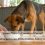 ¿Cómo se debe poner la comida al perro? Guía Completa para una alimentación sana y sin errores
