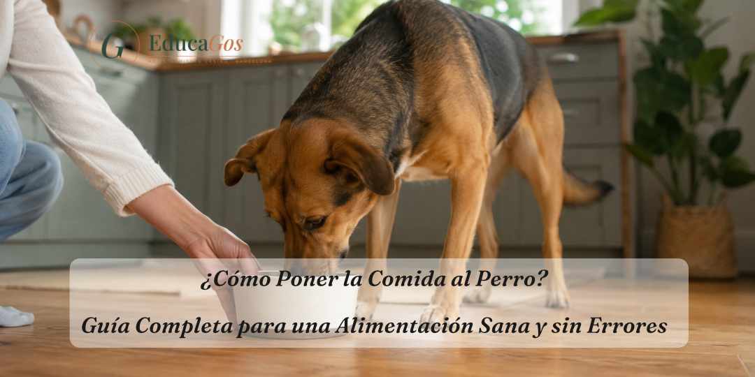 ¿Cómo se debe poner la comida al perro? Guía Completa para una alimentación sana y sin errores