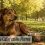 Golpe de Calor en Perros Guía Completa para Prevenirlo, Reconocerlo y Actuar con Seguridad