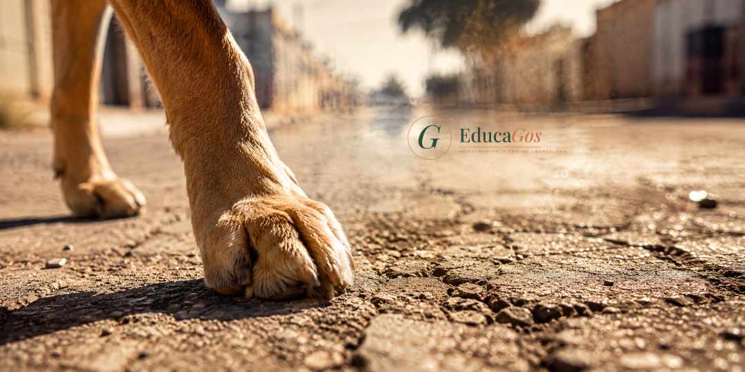 Pata de perro sobre asfalto caliente en verano, riesgo de quemaduras y golpe de calor