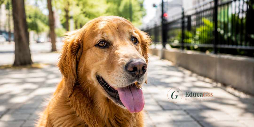 Perro jadeando con lengua fuera en un día caluroso, posibles síntomas de golpe de calor