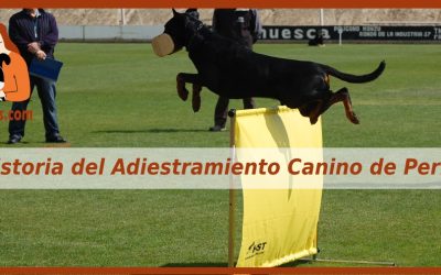 Historia del Adiestramiento Canino de Perros