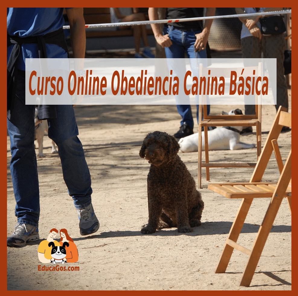 Obediencia Canina Online