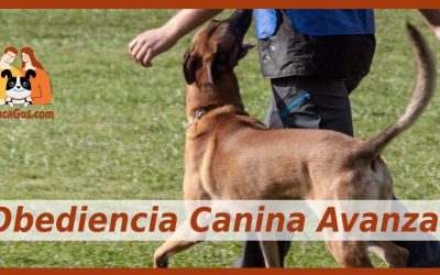 Curso en Grupo Obediencia Canina Avanzada en Barcelona