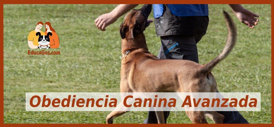 Curso Obediencia Canina Avanzada en Barcelona