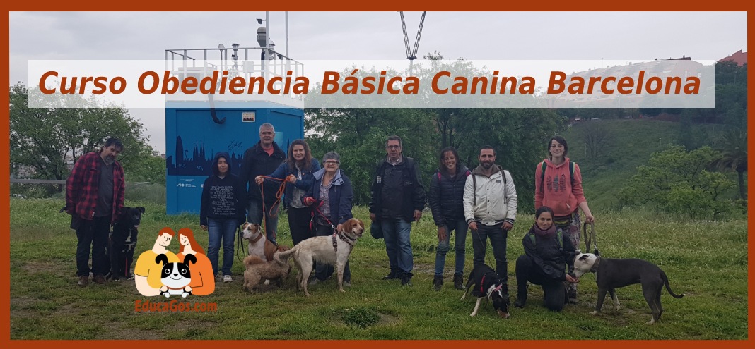 Curso en Grupo de Obediencia Básica Canina en Barcelona