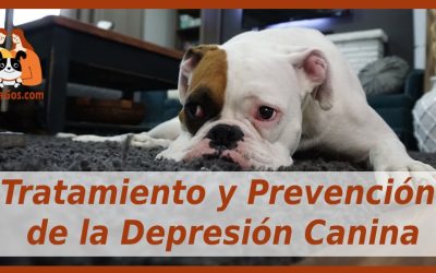 Tratamiento y Prevención de la Depresión Canina