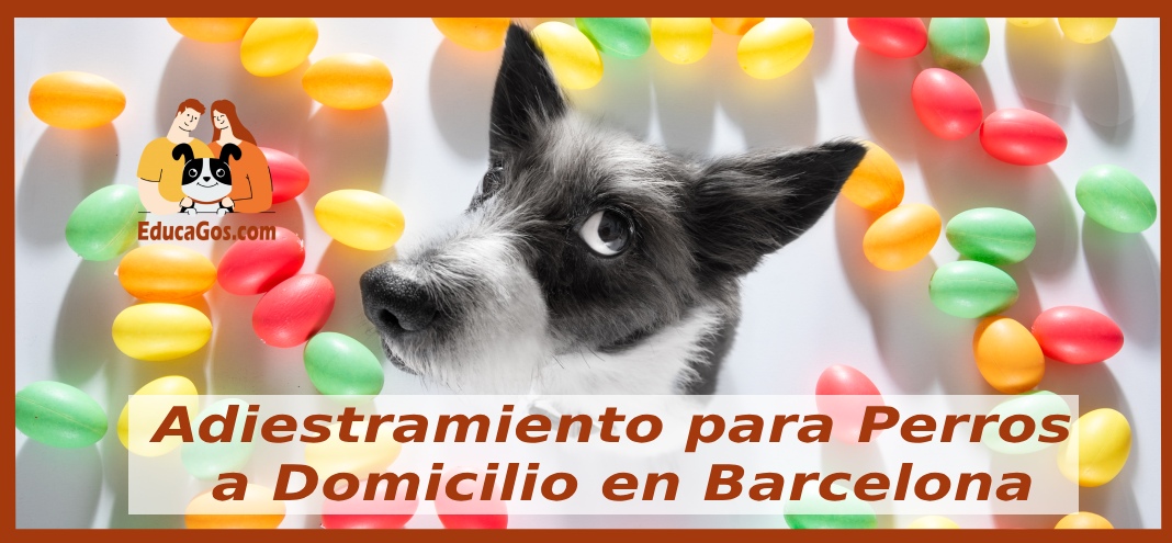 Adiestramiento Canino a Domicilio en Barcelona