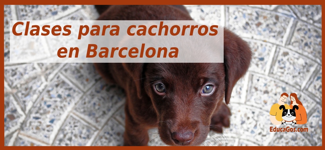 Clases para cachorros en Barcelona