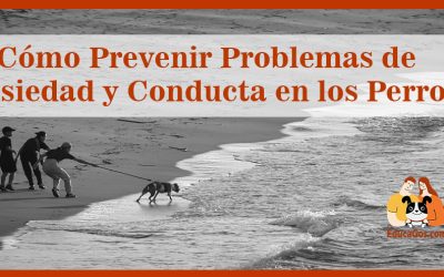 Cómo Prevenir Problemas de Ansiedad y Conducta en los Perros