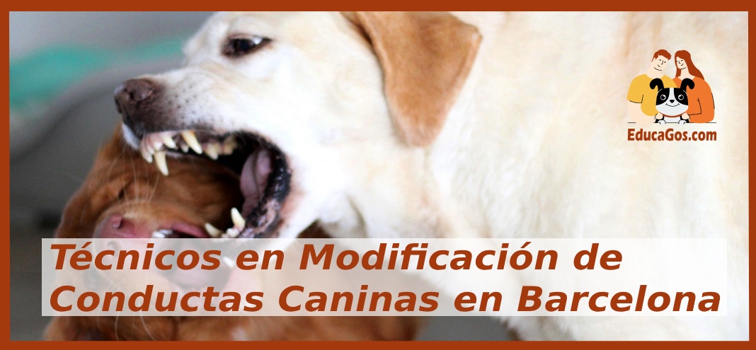 Técnicos en Modificación de Conductas Caninas en Barcelona