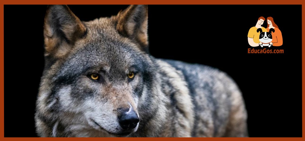 rastreando las vidas de los lobos en todo el mundo