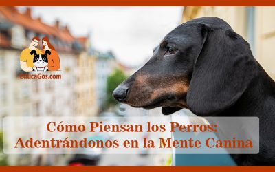 Cómo Piensan los Perros: Adentrándonos en la Mente Canina