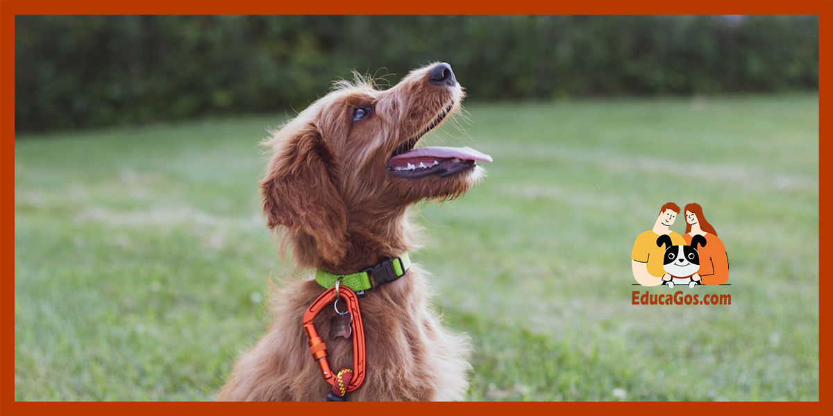 Beneficios-del-adiestramiento-canino-a-domicilio