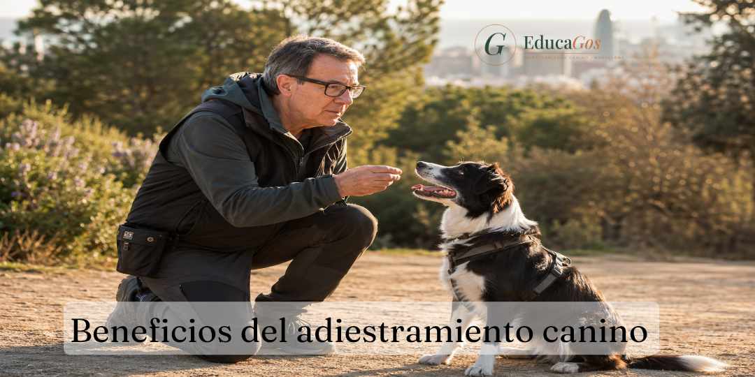 Beneficios del adiestramiento canino, descubre cómo EducaGos puede ayudarte