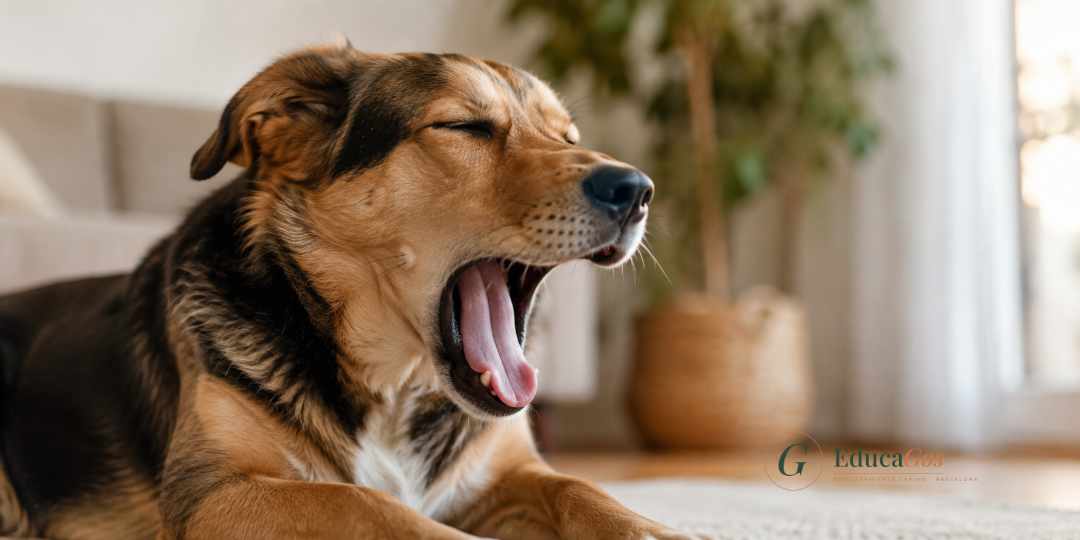 Perro bostezando como señal de calma dentro de casa, Señales de calma en perros
