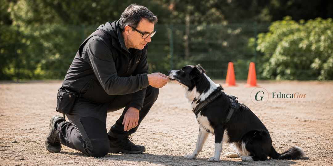 Adiestramiento canino en positivo usando refuerzo con premios Adiestramiento canino en positivo usando refuerzo con premios