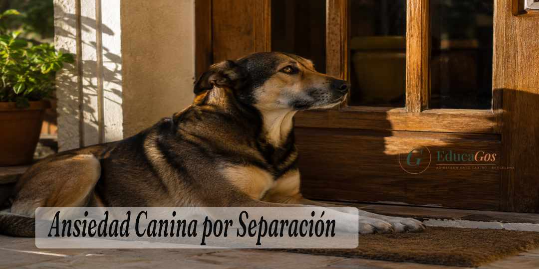 Perro tumbado junto a la puerta de casa esperando a que vuelva su familia, mostrando signos de ansiedad por separación