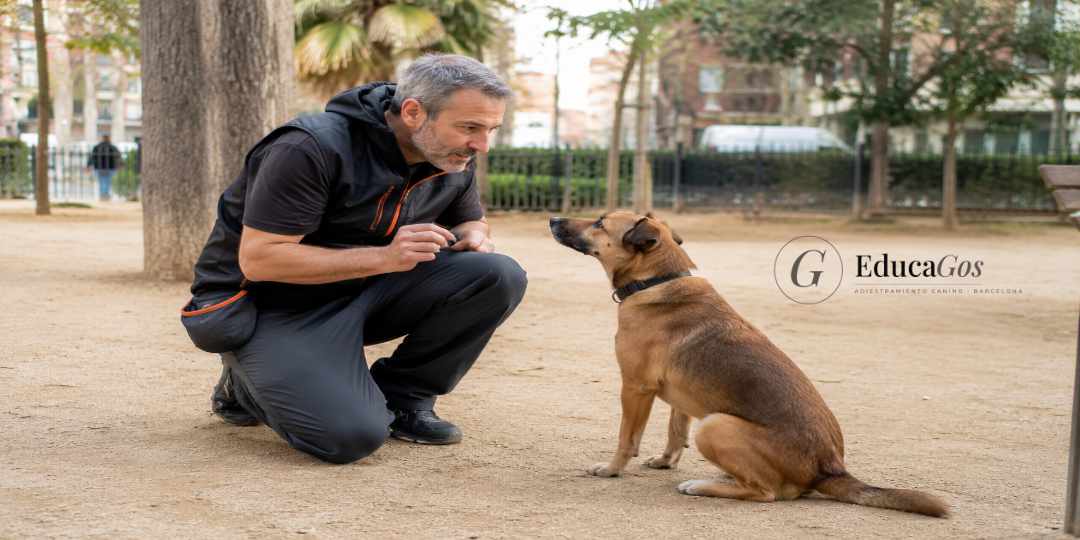 Técnico en modificación de conducta canina trabajando con un perro en una sesión de adiestramiento en Barcelona Técnico en modificación de conducta canina trabajando con un perro en una sesión de adiestramiento en Barcelona