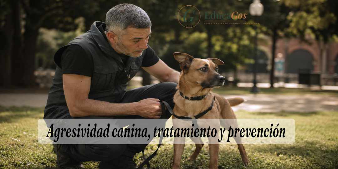 Agresividad canina tratamiento y prevención