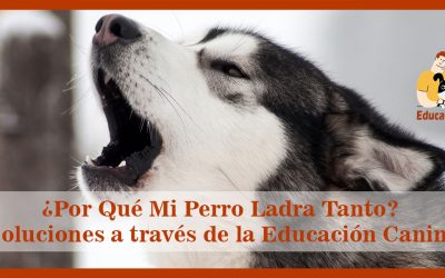 ¿Por Qué Mi Perro Ladra Tanto? Soluciones a través de la Educación Canina