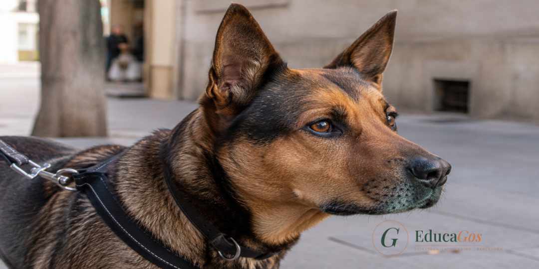 Perro mostrando señales tempranas de agresividad, cuerpo rígido y mirada fija Perro mostrando señales tempranas de agresividad, cuerpo rígido y mirada fija