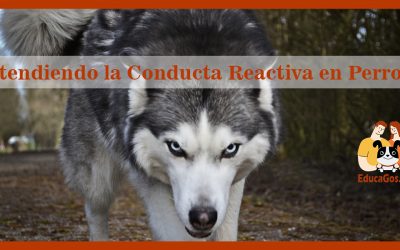 Entendiendo la Conducta Reactiva en Perros