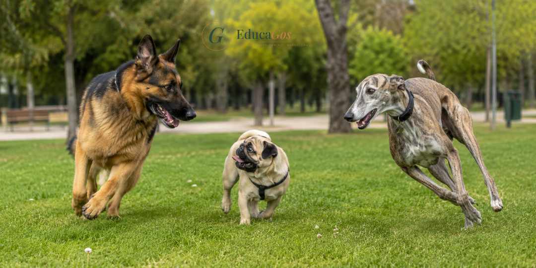 Perros de razas y tamaños distintos jugando juntos, representando la diversidad de razas reconocidas por la FCI Perros de razas y tamaños distintos jugando juntos, representando la diversidad de razas reconocidas por la FCI
