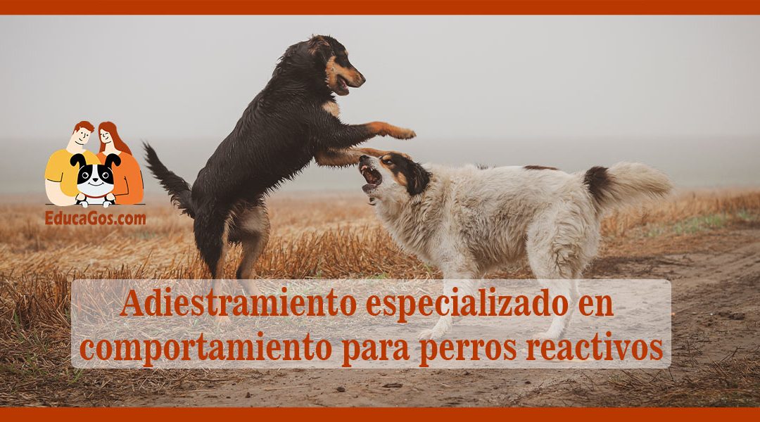 Adiestramiento especializado en comportamiento para perros reactivos